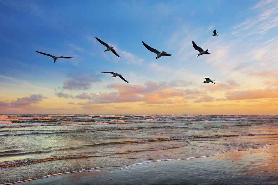 Seagull Sunset at Port Aransas, Texas 1 Photograph by Rob Greebon