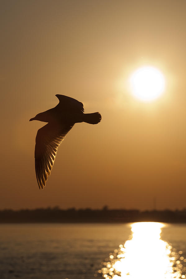 Seagull Sunset Photograph by Dustin K Ryan