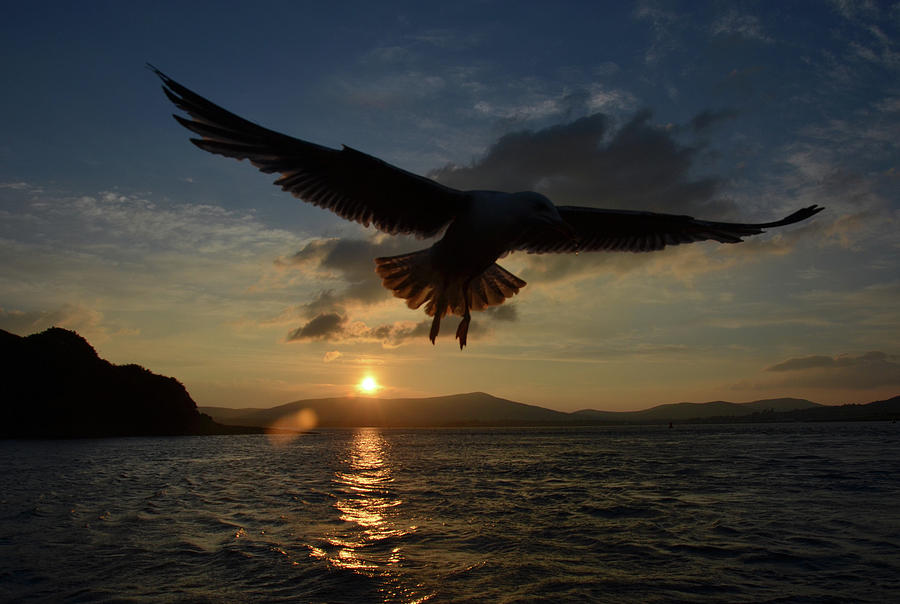 Seagull Photograph - Seagull sunset flight by Barbara Walsh