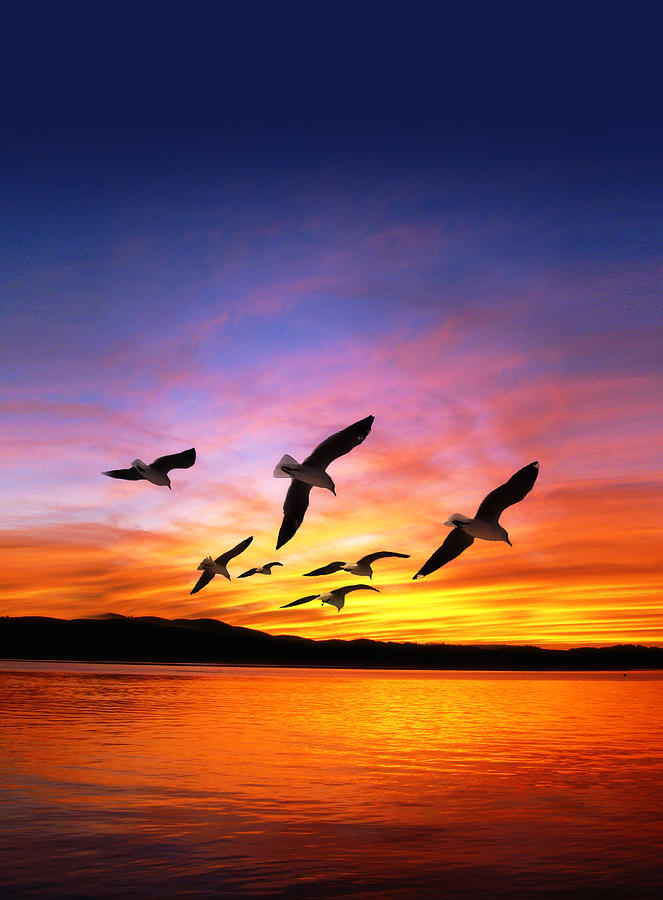 Seagull Sunset   Photograph by Gravityx Designs