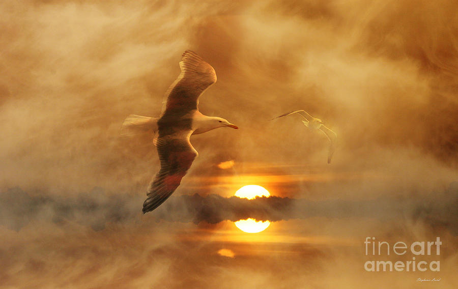 Seagull Sunset Photograph by Stephanie Laird