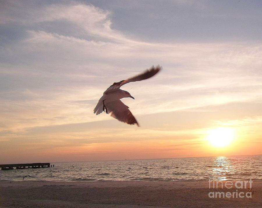 Seagull Sunset Photograph by Tiffany Stalker - Fine Art America