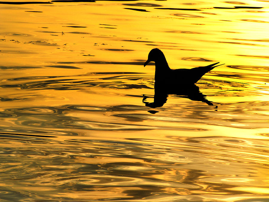 Seagull Swimming in Chrome Photograph by Scott Hovind