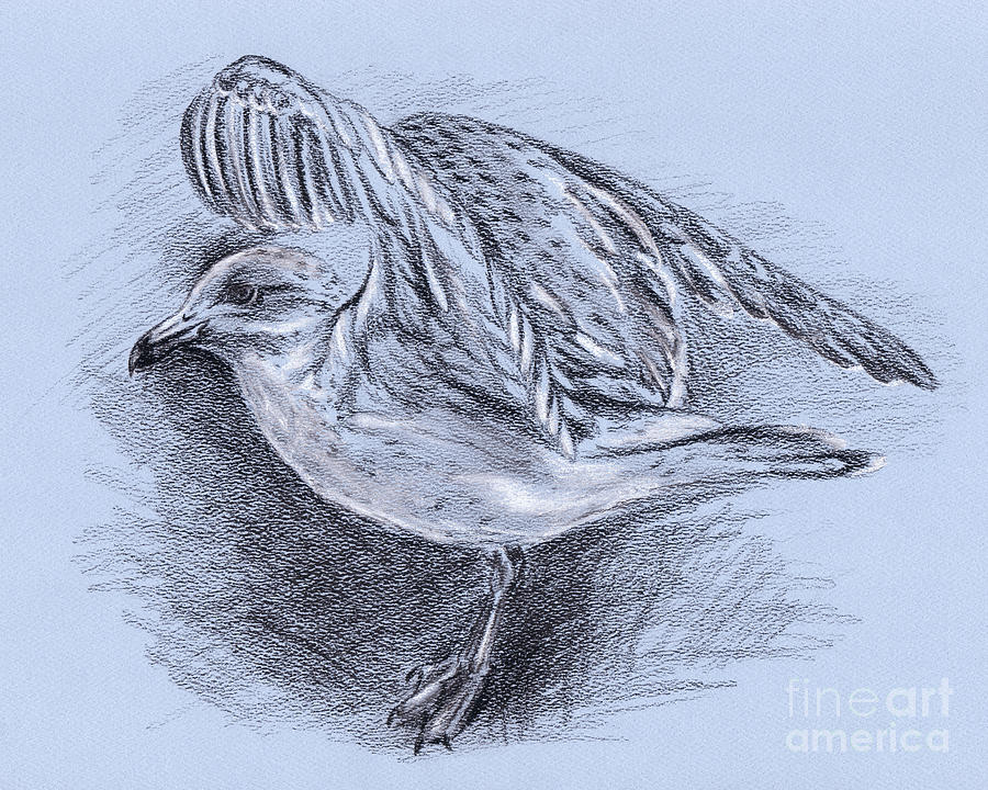 Seagull Taking Flight Drawing by MM Anderson