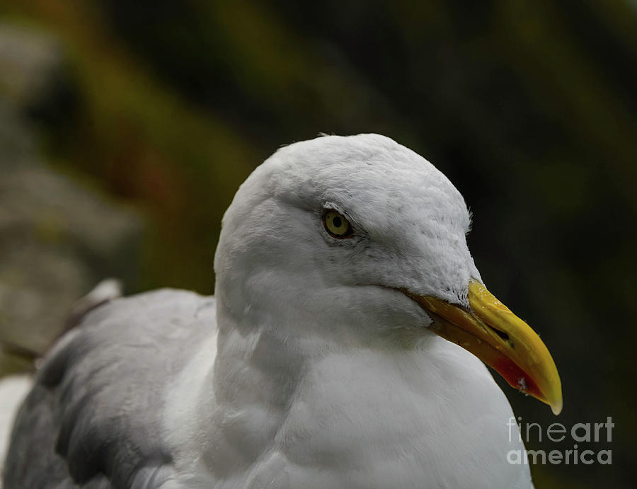 Seagull Upclose Photograph by Elvis Vaughn