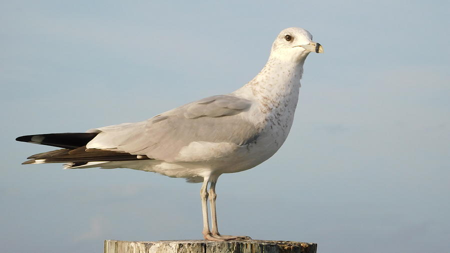 Seagull Photograph by Vicki Lewis