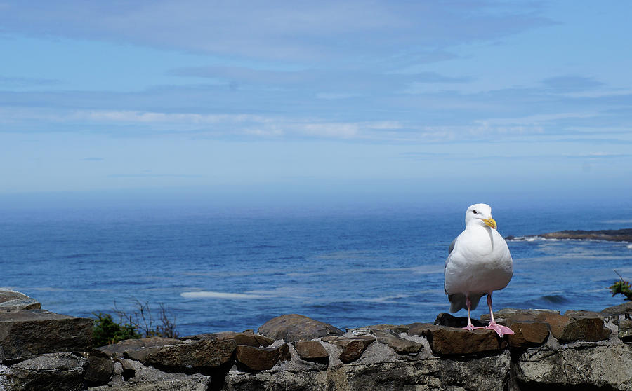 Seagull Photograph - Seagull watching by Nicky Meyer