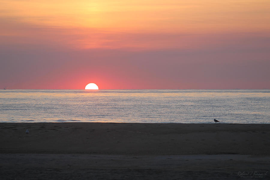 Seagull Watching Sunrise Photograph by Robert Banach