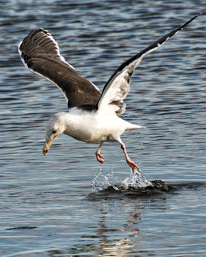 Seagull Water Dance Photograph by William Selander
