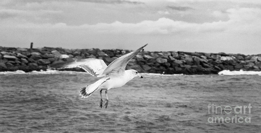 Seagull Wings Over Water Black White Art Photograph by Al Nolan