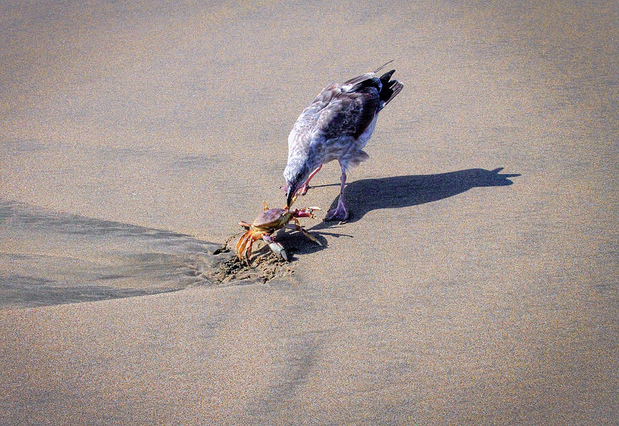 Seagull with Crab on Beach Photograph by Bonnie Follett