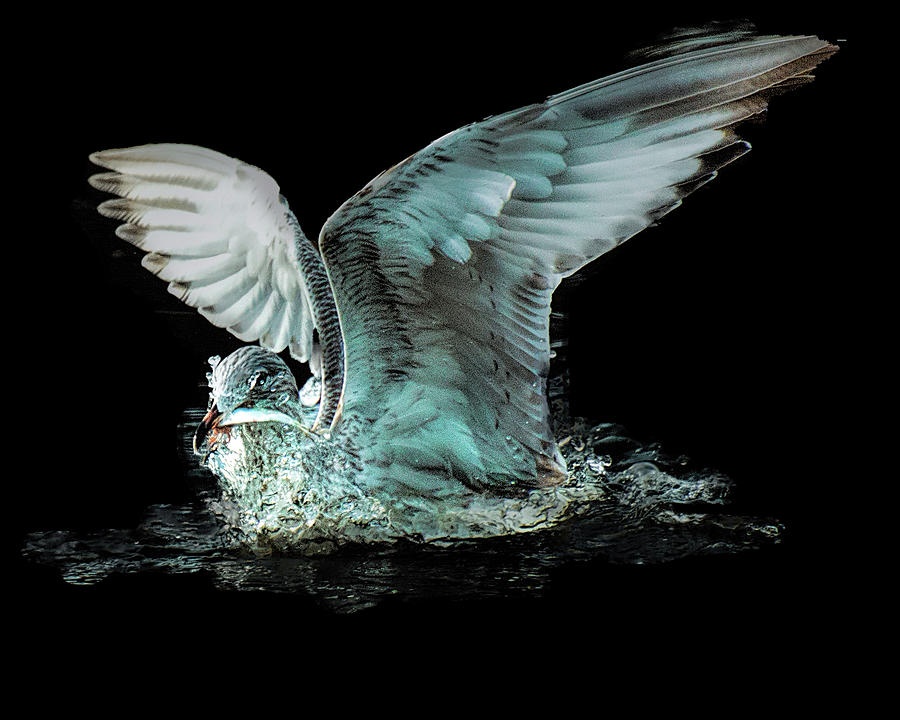 Seagull Diving For Fish against a black background Photograph by Cordia Murphy