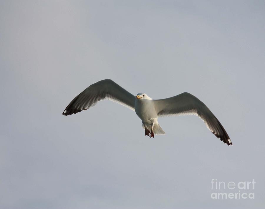 Seagull With Full Wingspan Photograph by John Telfer