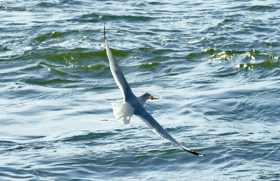 Seagull with Lunch Photograph by Michael Whitaker