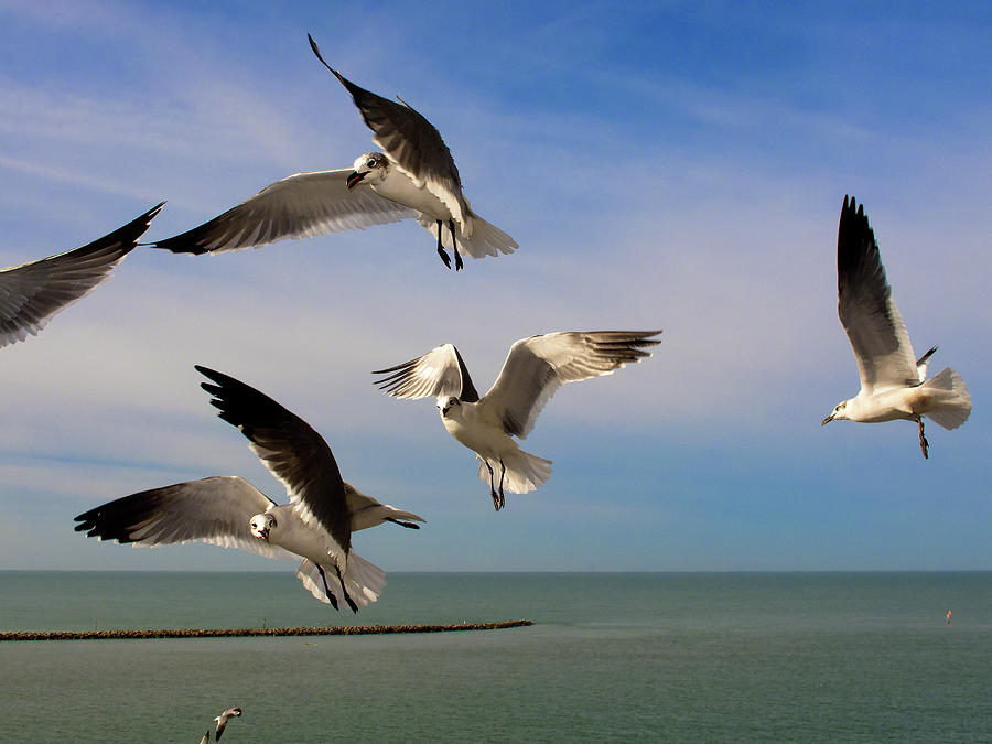 Seagulls - 1 Photograph by Riccardo Forte