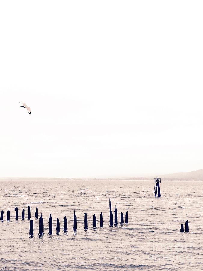 Seagulls 2 by Toni Somes Seagulls 2 by Toni Somes