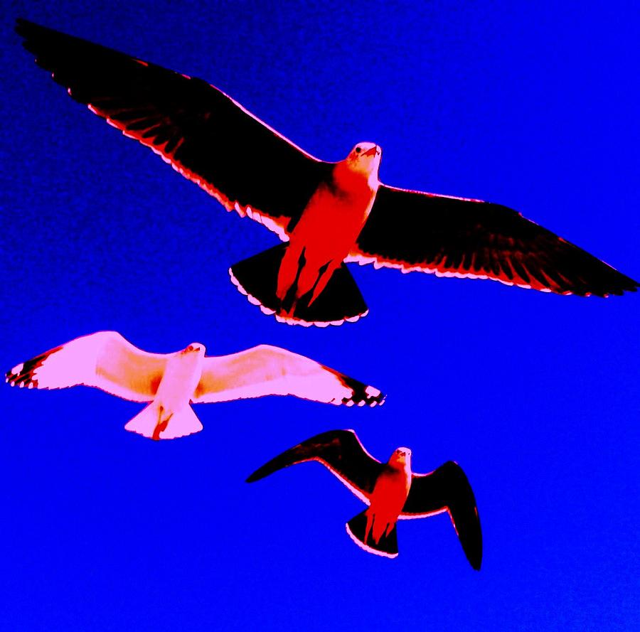 Seagulls 3 Photograph by Daniele Smith