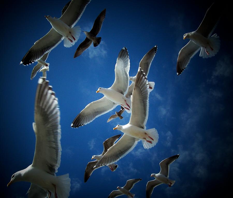 Bird Photograph - Seagulls Above by John McManus