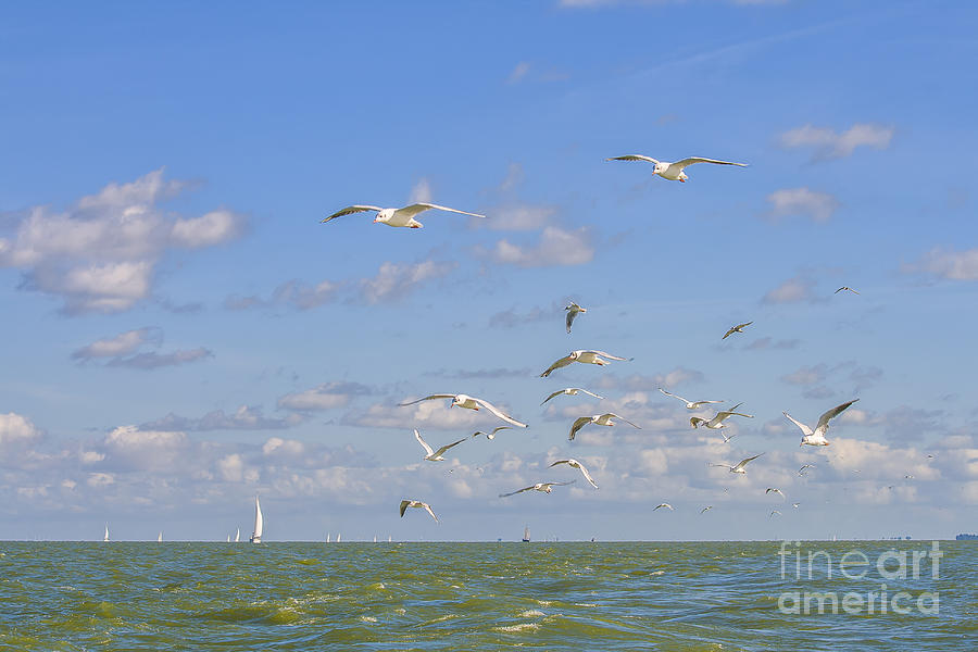 Seagulls above the ocean Photograph by Patricia Hofmeester
