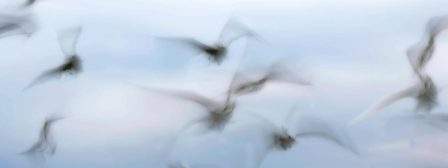 Sandpiper Photograph - Seagulls by Al Hurley