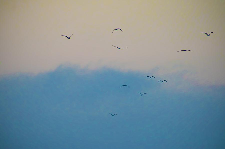 Seagull Photograph - Seagulls Aloft by Bill Cannon