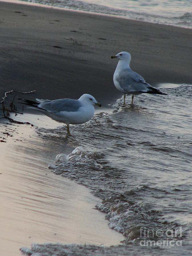 Seagulls Photograph