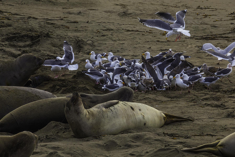 Animal Photograph - Seagulls And Elephant Seals by Garry Gay