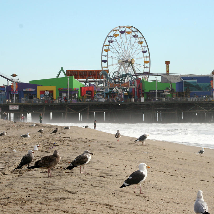 Seagulls And Ferris Wheel Photograph