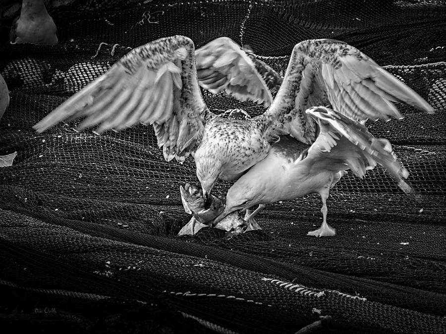Seagulls and Fish Photograph by Bob Orsillo