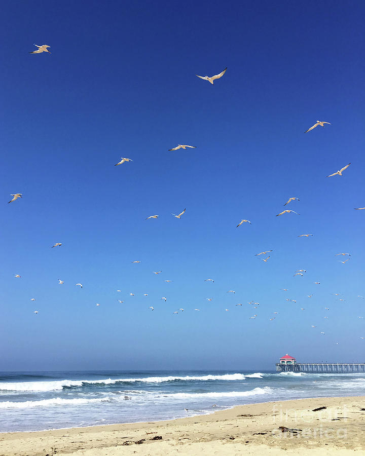 Seagulls and Pier Photograph by Cheryl Del Toro