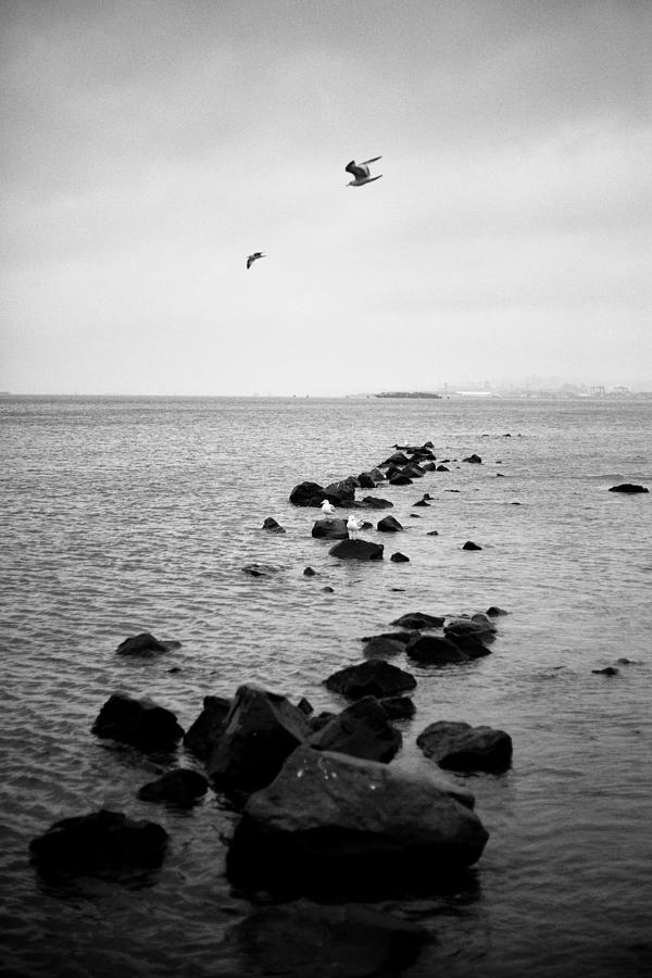 Seagulls and Rocks, Liberty State Park, New Jersey Photograph by Stephen Russell Shilling