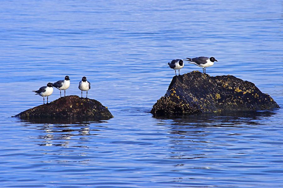 Seagull Photograph - Seagulls and Rocks- St Lucia by Chester Williams