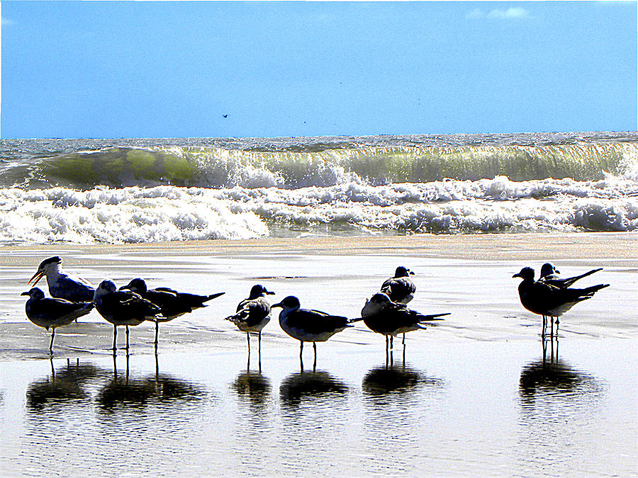 Seagulls and Terns in the Daytona Surf  Photograph by Christopher Mercer