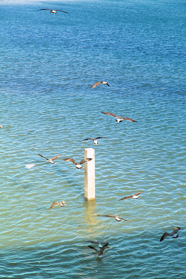 seagulls are wheeling above the shining blue Atlantic Ocean Photograph by Gina Koch