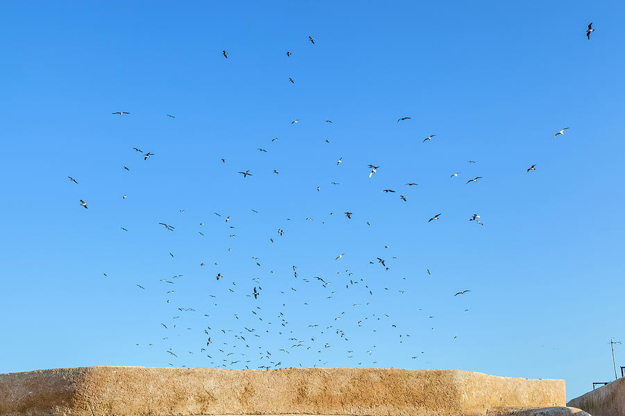 Seagulls Are Wheeling Above The Shining Blue Sky Photograph by Gina Koch