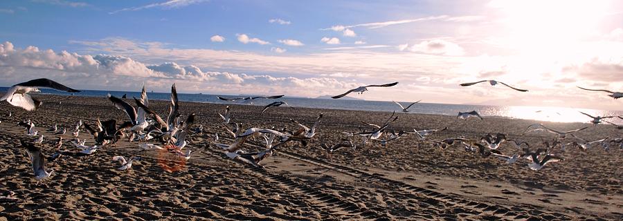 Bird Photograph - Seagulls at Beach Panoramic View by Matt Quest