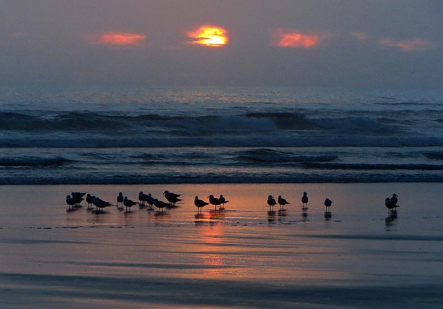 Seagulls At Dusk Photograph by Michael Ramsey
