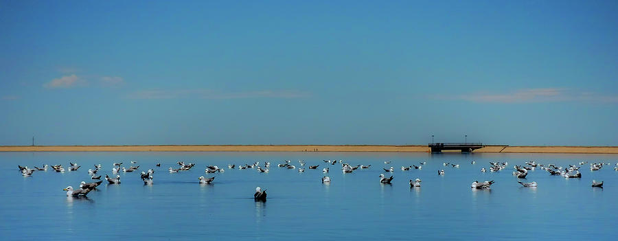 Seagulls At Rest Photograph by Bill Wiebesiek