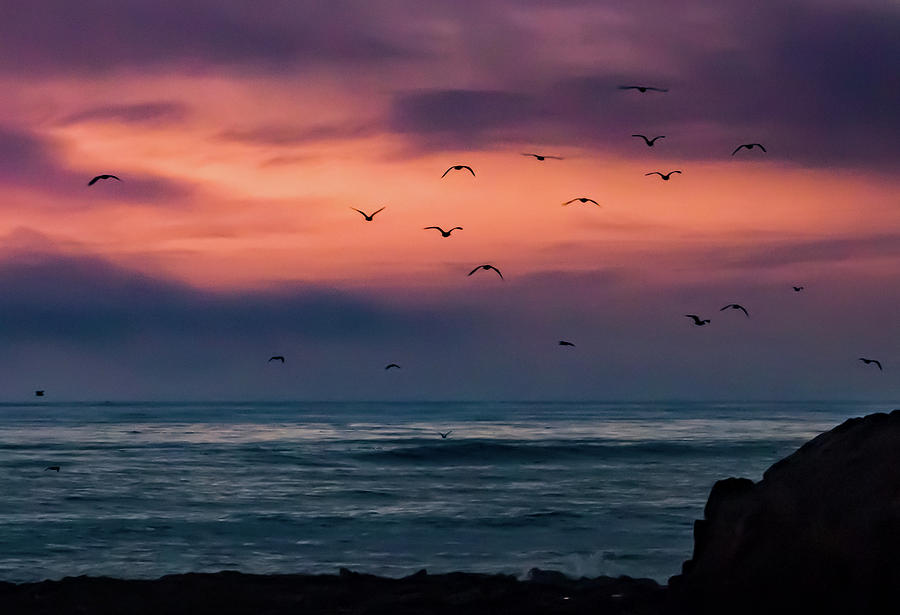 Seagulls at Sundown Photograph by David A Litman