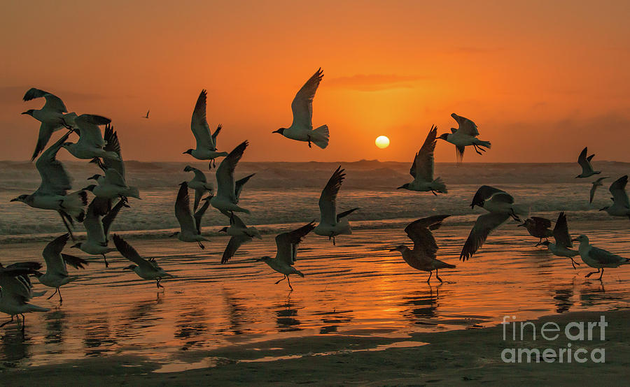 Beach Photograph - Seagulls At Sunrise by Edie Ann Mendenhall