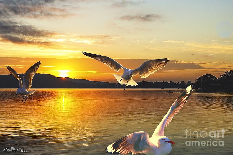 Seagulls at Sunrise... Exclusive Original stock Photo Art  Photograph by Geoff Childs