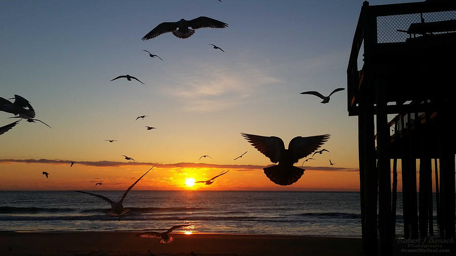 Seagulls at Sunrise Photograph by Robert Banach