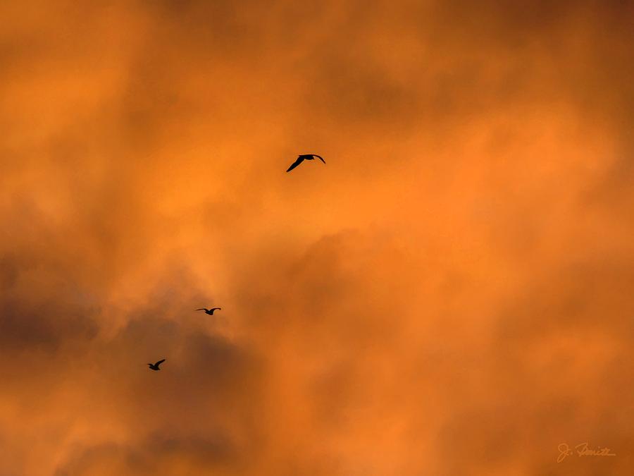 Seagulls at Sunset Photograph by Joe Bonita