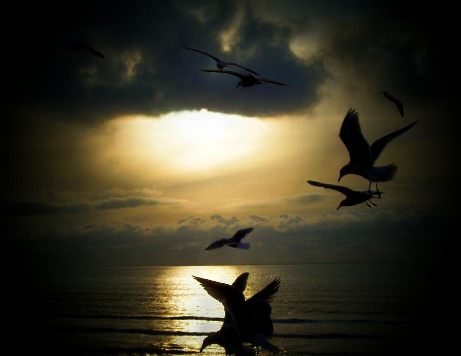 Bird Photograph - Seagulls At Sunset by John McManus