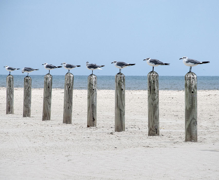 Seagull Photograph - Seagulls  by Brian Kinney