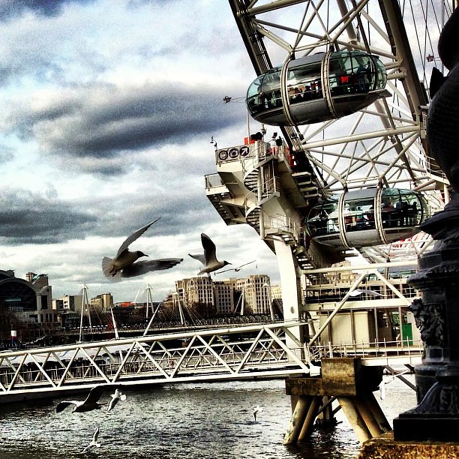 London Photograph - #seagulls By The #eye. #londoneye by Louise McAulay