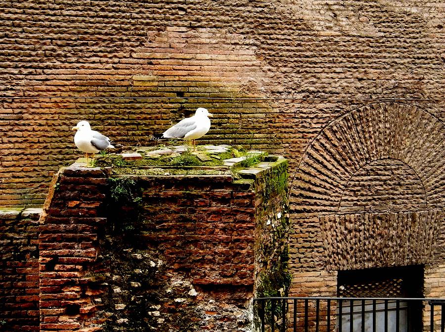 Seagulls by the Pantheon Photograph by Melinda Dare Benfield