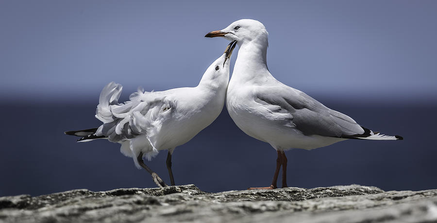 Seagulls Photograph by Chris Cousins
