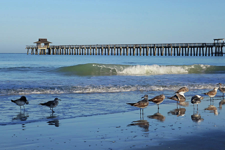 Seagulls Congregating By the Naples Pier Naples Florida Photograph by Toby McGuire