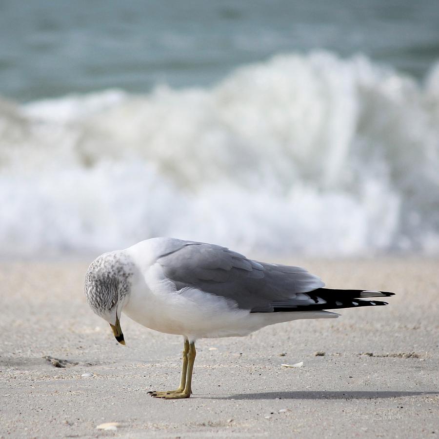 Seagulls Contemplation Photograph by Barbara Chichester